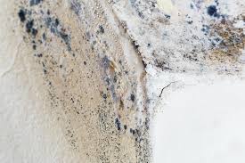 Why You Should Choose Our Mold Remediation Services in St David, AZ